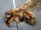 ǦW:Bombus (Pyrobombus) sonani (Frison, 1934)