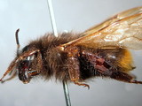 ǦW:Bombus (Diversobombus) wilemani Cockerell, 1911