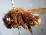 ǦW:Bombus (Diversobombus) wilemani Cockerell, 1911