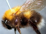 ǦW:Bombus (Pyrobombus) hypnorum (Linnaeus, 1758)