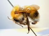 ǦW:Bombus (Pyrobombus) hypnorum (Linnaeus, 1758)