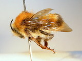 ǦW:Bombus (Festivobombus) festivus Smith, 1861