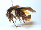 ǦW:Bombus (Orientalibombus) haemorrhoidalis Smith, 1852