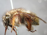 ǦW:Bombus (Pyrobombus) parthenius Richards, 1934