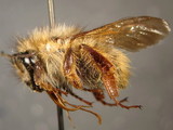 ǦW:Bombus (Pyrobombus) parthenius Richards, 1934