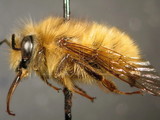 ǦW:Bombus (Pyrobombus) parthenius Richards, 1934