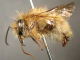 ǦW:Bombus (Pyrobombus) parthenius Richards, 1934