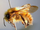 ǦW:Bombus (Melanobombus) pyrosoma Morawitz, 1890