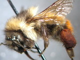 ǦW:Bombus (Melanobombus) pyrosoma Morawitz, 1890