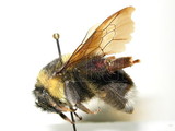 ǦW:Bombus (Melanobombus) pyrosoma Morawitz, 1890