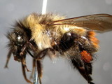 ǦW:Bombus (Melanobombus) pyrosoma Morawitz, 1890