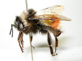 ǦW:Bombus (Melanobombus) rufofasciatus Smith, 1852