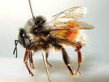 ǦW:Bombus (Melanobombus) rufofasciatus Smith, 1852