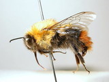 ǦW:Bombus (Melanobombus) semenovianus (Skorikov, 1914)