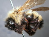 ǦW:Bombus (Psithyrus) citrinus (Smith, 1854)