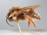 ǦW:Bombus (Psithyrus) monozonus (Friese, 1931)