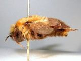 ǦW:Bombus (Psithyrus) tibetanus (Morawitz, 1887)