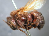 ǦW:Melipona flavipennis Smith, 1854