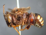 ǦW:Melipona quadrifasciata Lepeletier, 1836