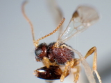 ǦW:Aridelus antennatus Chou, 1987