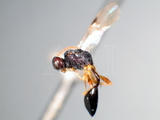 ǦW:Aridelus reticulatus Chou, 1987