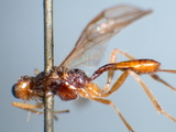 ǦW:Meteorus fuscicornis Ruthe