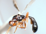 ǦW:Platyspathius bisignatus (Walker, 1860)