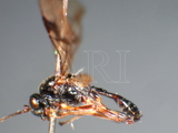 ǦW:Opius maculipennis Enderlein, 1912