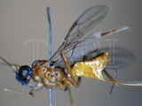 中文種名:雙刺反顎繭蜂