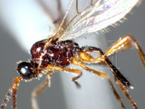 中文種名:疏毛反顎繭蜂