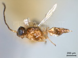 ǦW:Lipolexis gracilis Foerster, 1862