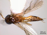 ǦW:Trioxys (Binodoxys) struma Gahan, 1926