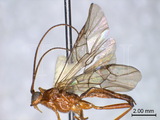 ǦW:Homolobus (Chartolobus) infumator (Lyle, 1914)