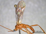 ǦW:Homolobus (Phylacter) bifurcatus van Achterberg, 1979