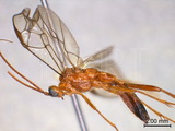 ǦW:Homolobus (Phylacter) bifurcatus van Achterberg, 1979