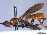 ǦW:Pseudovipio umbraculator (Nees, 1834)