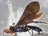 ǦW:Cyanopterus aschantianus (Szeligeti, 1901)