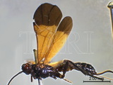 ǦW:Cyanopterus (Ipobracon) luctuosus (Szepligeti, 1904)