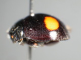 ǦW:Cryptogonus spp.