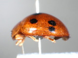 ǦW:Propylea luteopustulata (Mulsant, 1850)