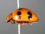 ǦW:Propylea luteopustulata (Mulsant, 1850)