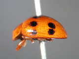 ǦW:Propylea luteopustulata (Mulsant, 1850)