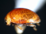 ǦW:Pseudoscymnus spp.