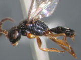 中文種名:彼氏單爪螯蜂