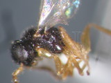 中文種名:彼氏單爪螯蜂