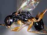 ǦW:Aphelopus orientalis Olmi, 1984