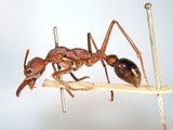 ǦW:Myrmecia forficata (Fabricius, 1787)