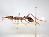 ǦW:Myrmecia forficata (Fabricius, 1787)