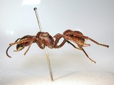 ǦW:Paraponera clavata (Fabricius, 1775)