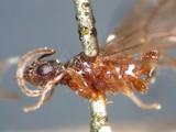 ǦW:Typhlomyrmex rogenhoferi Mayr, 1862